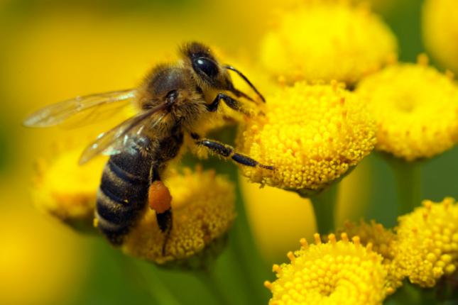 Como vería si fuera una abeja Natural Optics